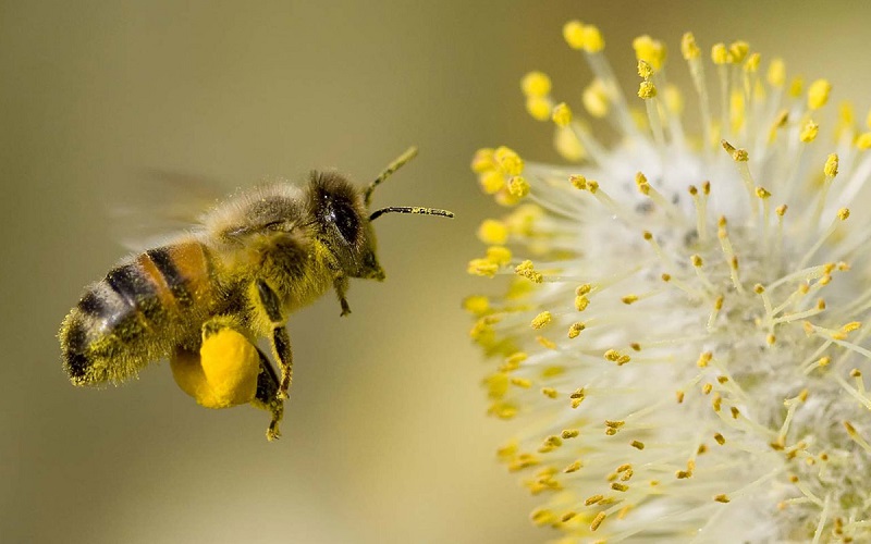 Nằm mơ thấy ong đánh đề con gì? Ong là số mấy?