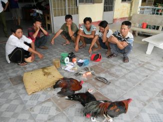 Bắt quả tang một tụ điểm tham gia đá gà tại Tiền Giang