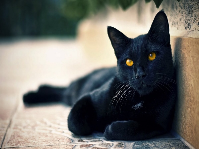 nằm mơ thấy mèo đen
