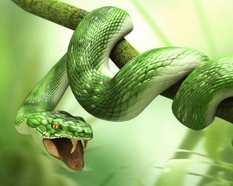 Có bầu nằm mơ thấy rắn điềm báo điều gì?