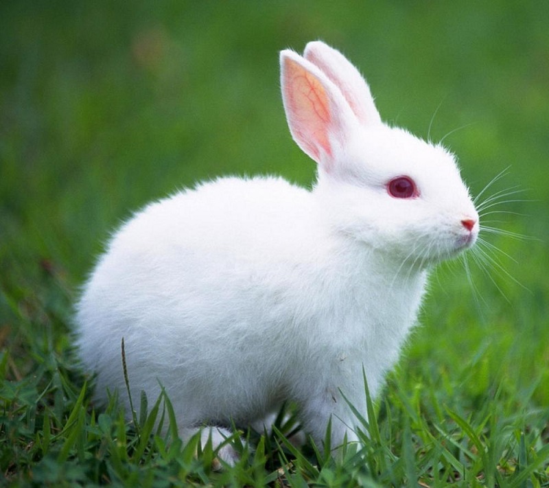 Mơ thấy thỏ điềm báo điều gì? Giãi mã giấc mơ thấy thỏ