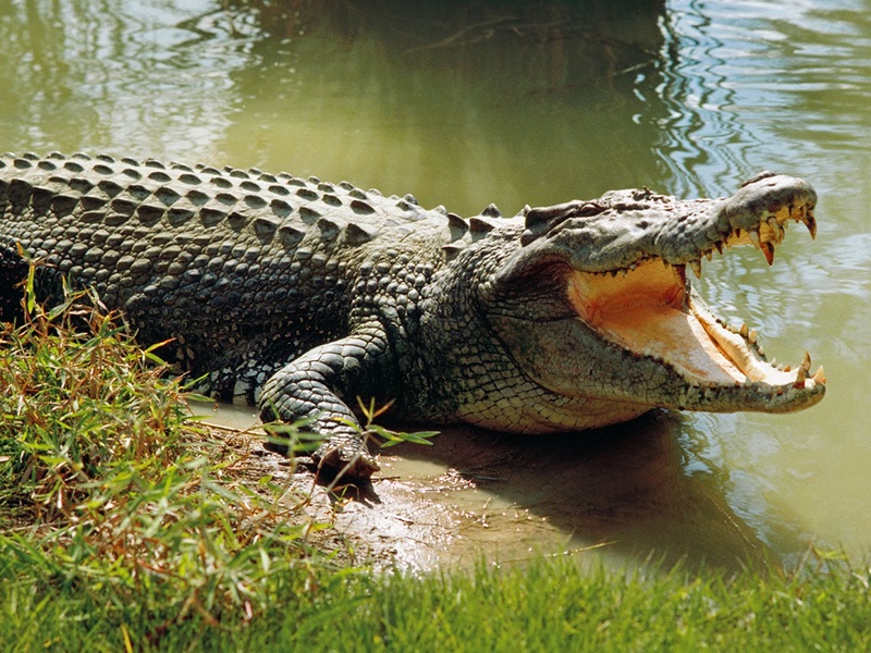 Nằm mơ thấy cá sấu điềm báo điều gì? 