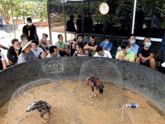 Quảng Nam: Bắt giữ 9 đối tượng say sưa cá độ đá gà
