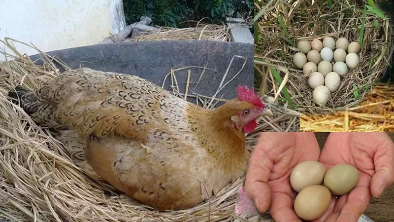 Nằm mơ thấy gà đẻ trứng điềm báo điều gì? Giải mã giấc mơ gà đẻ trứng