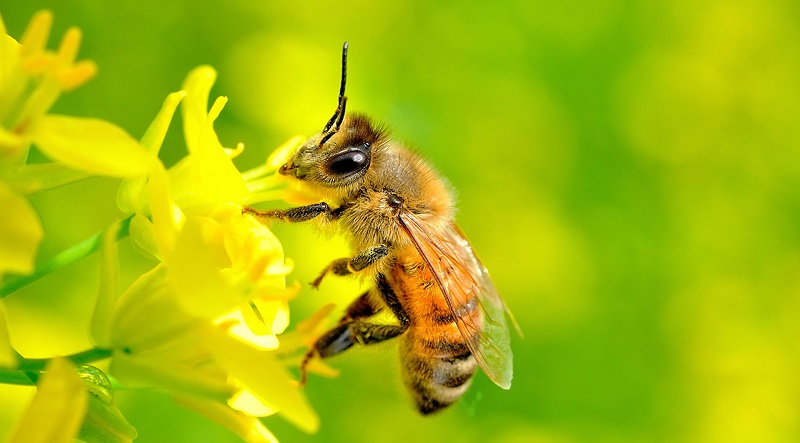 Nằm mơ thấy ong đuổi điềm báo điều gì? Giãi mã giấc mơ thấy ong đuổi