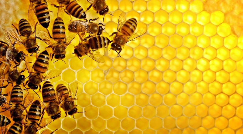 Nằm mơ thấy ong vàng điềm báo điều gì? Giãi mã giấc mơ thấy ong vàng 
