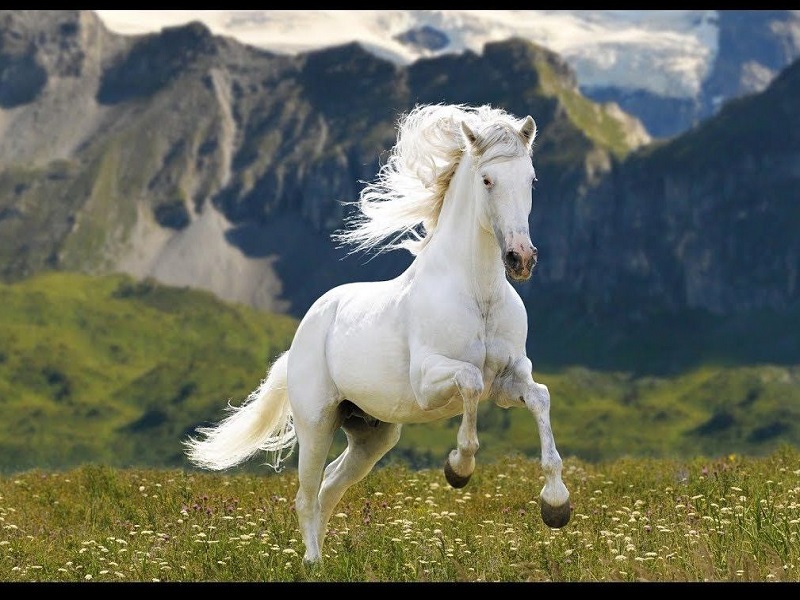 Mơ thấy ngựa đánh con gì? Giải mã giấc mơ nhìn thấy ngựa trong lô đề