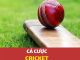 Top 2 kinh nghiệm cá cược cricket mang lại hiệu quả cao